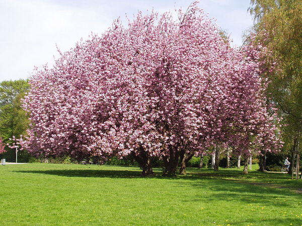 Blühender Baum mit rosa Blüten auf einer grünen Wiese im Park